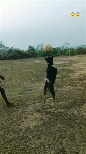 Amazing Football Playing Dog 🐶⚽ | Smart Dog Skills