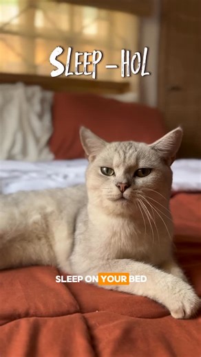 JASON THE CAT GUY™️ on Instagram: "Cats definitely came with their own user manual 😅🤣🤣 . . #jasonthecatguy #catsnigeria #cats #cattitude #catsofinstagram #pets"