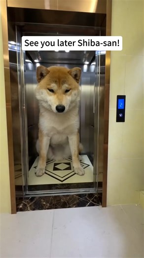 1.4M views · 23K reactions | Let's tour the mini-house my pets live in! #cute #pets #minihouse #miniatures #cats #cutecats #cutepets | Xing's World | Facebook