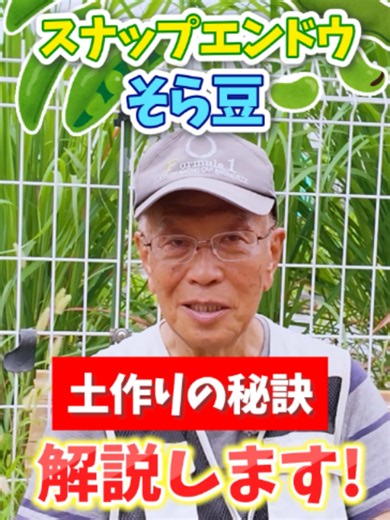 スナップエンドウ、そら豆栽培の土作りの秘訣！#家庭菜園 #スナップエンドウ栽培 #そら豆栽培 #スナップエンドウの育て方 #そら豆の育て方 #肥料 #害虫対策 #土作り #冬越し #農園 #栽培