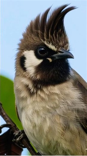 Bulbul | Bichur | Himalayan Bulbul #Shorts​ #BirdWatching #The Bird with a Cool Hairstyle! #Nature