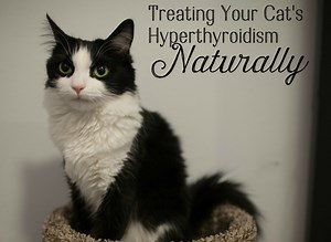 4 Natural Treatments for Hyperthyroidism in Cats