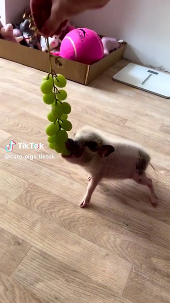 do you want a pet mini pig? 😍💖🐷 #micropig #micropigs #minipig #minipigs #piglet #piglets #pig #pigs #babypig #babypigs #pigmom #pigmum