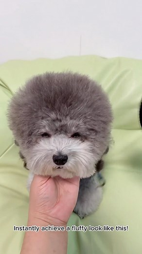 🌟 The Ultimate Pet Grooming Brush - Transform Your Dog’s Coat into Fluffy Perfection! 🐶✨ #PetGroomingEssentials #FluffyDog #smoothcoat | Lettuce Pets