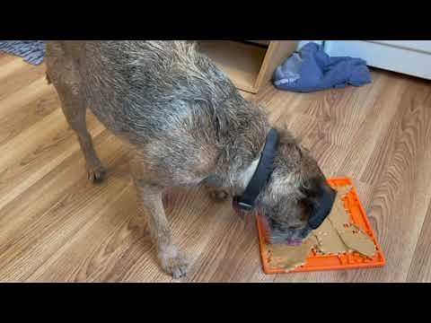 Using a Lick Mat to Get a Dog Mental Stimulation and Release Endorphins
