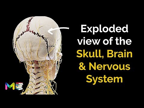 ANATOMY OF THE BRAIN, SKULL, AND NERVOUS SYSTEM