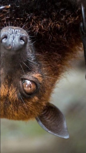 Meet the Enormous Indian Flying Fox in Jaw-Dropping Flight