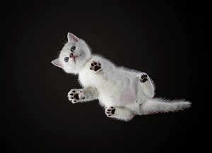 The colors of British cats