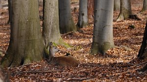 Nice Morning with Roe Deer in a Beech Forest ~ Capreolus capreolus 🦌🍃