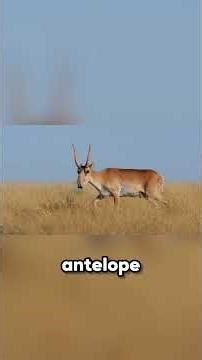 Animals That Shouldn’t Exist… But They Do 😨 (Nature’s Strangest Creatures)