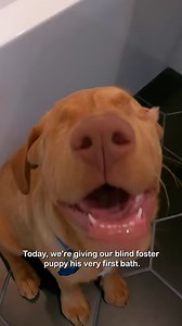 93K views · 13K reactions | Blind Homeless Puppy's First Bath is the CUTEST video on the internet ❤️ | Rocky Kanaka | Facebook