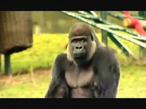 Silverback Gorilla walking upright