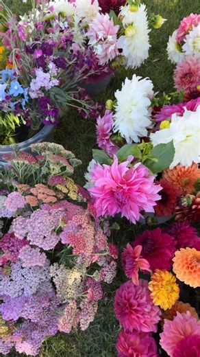 Seed order has been officially placed for the 2026 season!! 🌱 Can’t wait to see what the next year will bring! 💐 | Abby Lane Flower Farm