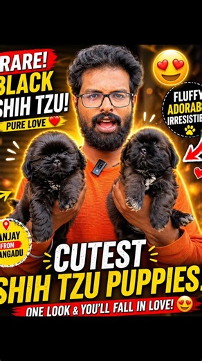 🔥 Rare Black Shih Tzu Puppies 😍 Sanjay from Mangadu’s Cutest Fluffy Babies! 🐶✨