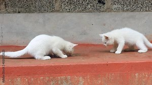 Side view of curious kittens keep on hitting their prey given by mother cat