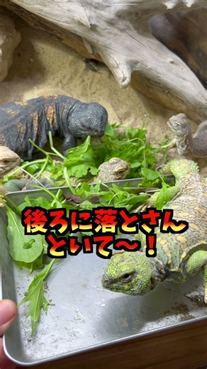 Stop feeding the lizard already!