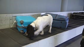 Perro Fronterizo En Una Cinta Transportadora En El Aeropuerto. Metrajes - Vídeo de patrulla, explosivo: 174494302