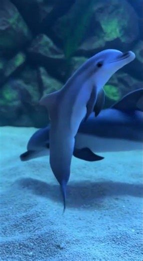 My Micro Dolphin Breeding Room Is Getting Out of Control