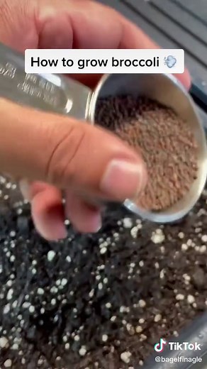 Easy Steps for Growing Broccoli at Home