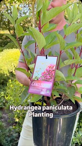 22K views · 1.2K reactions | HYDRANGEA PLANTING - follow these quick...