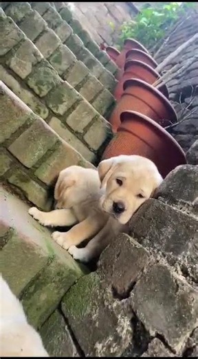 🐾 Labrador Love ❤️ | Loyal, friendly & playful! The perfect family dog with endless love and energy.