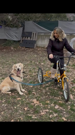 Aujourd’hui, j’avais envie de partager le travail mené avec Véronique et Pitou, parce qu’il illustre parfaitement l’importance de regarder le binôme avant de vouloir “corriger” le chien. Quand l’humain manque de confiance, a du mal à gérer ses émotions ou appréhende certaines situations, le chien le perçoit immédiatement. Ce n’est ni une faute, ni une faiblesse : c’est un fonctionnement normal. Chez Pitou, cela se traduisait par une communication maladroite avec ses congénères : l’envie d’intera