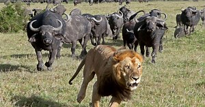Animals - News, views, pictures, video - The Mirror