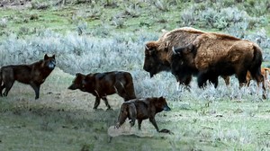 Con la llegada de la primavera y la vuelta a la vida del parque de Yellowstone, unos hambrientos lobos empiezan a buscar comida #LaVidaEnYellowstone | Animal Planet Latinoamérica