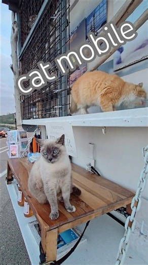 cat mobile kitties enjoy beach sunset #cats #catlifestyle #catlove