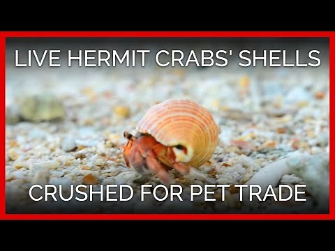 Live Hermit Crabs' Shells Crushed for Pet Trade