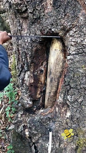 wow😱🐝🍯#wildhoney #honeycomb #honeybee #bee #honey #delicious #satisfying #foryoupage