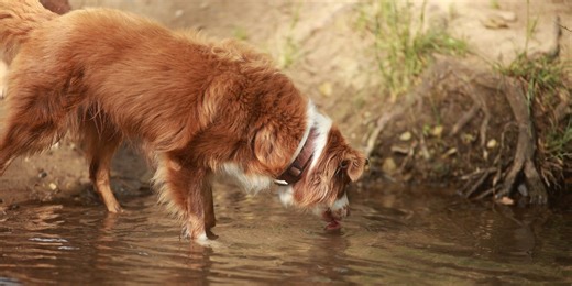 Dog walkers warned of deadly parasite lurking in puddles this autumn