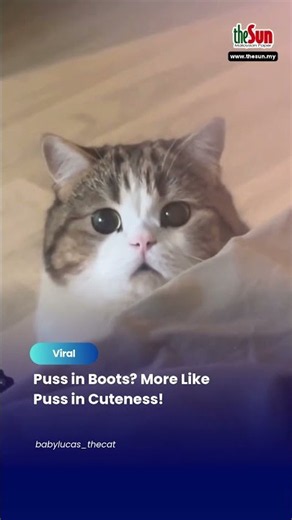 Puss in Boots? More Like Puss in Cuteness!