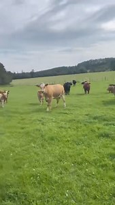 6K views | Sale of beef breeding cattle 28th September 2024 Stirling agricultural centre Stock dispersal - Vogrie Farms 35 AA/SimX with Angus & Lim Calves at foot. Pd’d incalf to Lim/AA bulls. Johnes 1 and bvd vaccinated. Contact - Ross Fotheringham 07387 090081 | United Auctions - Livestock Auctioneers | Facebook