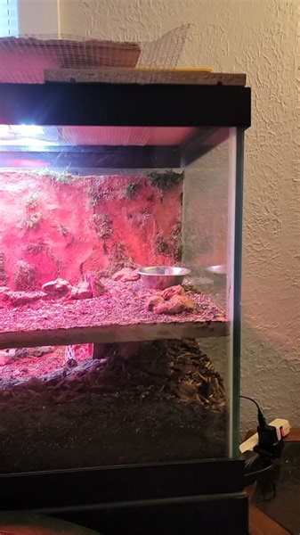 more info on our bioactive hedgie set-up 🦔 we used insulation foam for the backboards and ramps/burrows, added texture with a wire brush drill attachement, covered them with waterproof silicone, sand and moss. the substrate is 4-6 inches of soil, sand, lava rocks, and peat, cypress, and sphagnum mosses. we sculpted lava rocks, silicone, sand and moss into realistic rock structures to help make sure he doesn't fall off the second story. we included snake plants, a polka dot plant, and a handful 