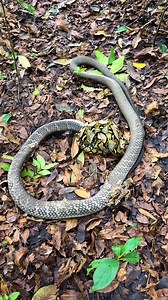 4.9M views · 10K reactions | Endingnya ... #life #enjoy #snake #kingcobra | Sahabat Alam | Facebook