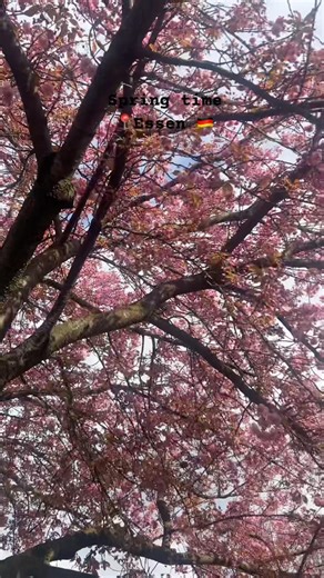 Spring time #nature #europe #germany #shortsvideo #shortsyoutube #youtubeshorts #travel #beautiful