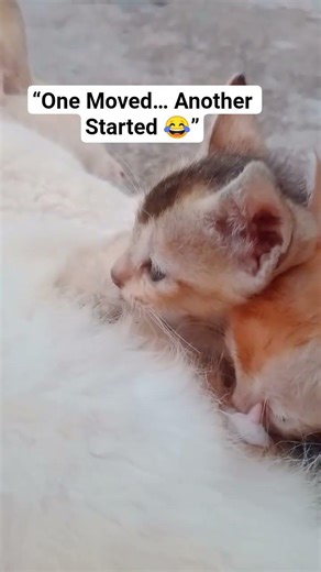Cutest Kitten Milk Time Ever 😻