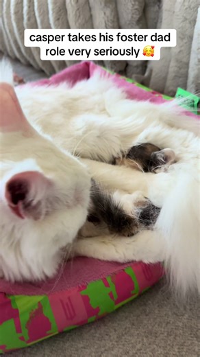 Caring for a Deaf Maine Coon Cat During Bath Time