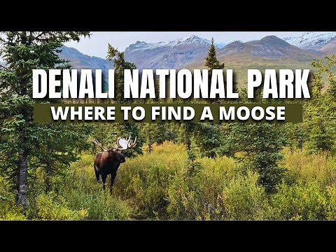 2 Days in Denali National Park: Moose, Trails & Scenic Bus Ride