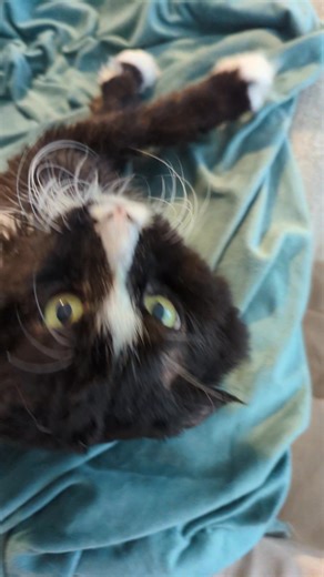 139K views · 13K reactions | I love Panda and all his growls and snorts. You would think he didn't like the attention but it's quite the opposite ❤️ #mycatpanda #pandathecat #katiecats #growlingcat #sillykitty | Katie Cats Sims | Facebook