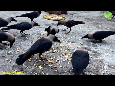 A Happy Day with my Crow Friends | Crows Planet