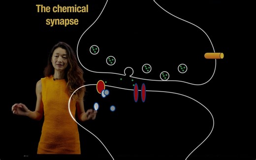 Synaptic transmission at a chemical synapse