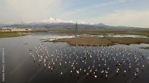 A flock of flamingos living in the area of high-voltage wires. Flamingos swimming in polluted waters