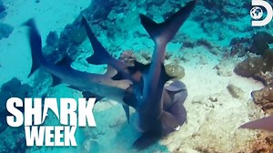 22K views · 380 reactions | Watch the most rare and captivating moments of shark copulation caught on camera, as sharks court and mate with each other in the deep  #Discovery #SharkWeek #Sharks | Discovery | Facebook