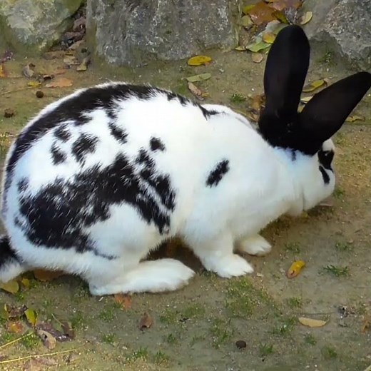 Black & White Bunny Rabbit