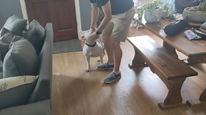 Poe greeting foster dad may be one of our favorite things! Don't miss him trying to bark with a toy in his mouth! Please share Poe! Dogs looking to be the solo pup in homes can have an uphill battle. Poe needs a patient family who will understand his fears of other dogs and not take his little moments of anxiety personally! Poe is 8 years old and currently fostered near Philadelphia. Due to his anxious personality, he is not recommended for a home with smaller children. But if you have older kid