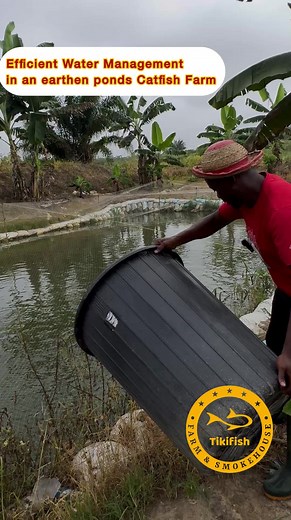 Effective Water Management Techniques for Catfish Farming