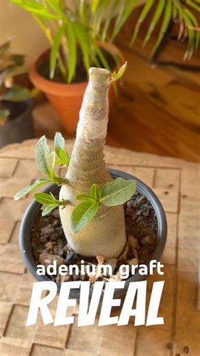 adenium graft reveal #adeniumgrafting #adeniumcare #graftingtips #graftedplants #graftingresult #yt