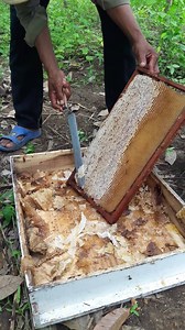 14K views | KhmerBee Beekeeping Farm Co., LTD on Reels | Facebook